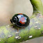 Signate Ladybug