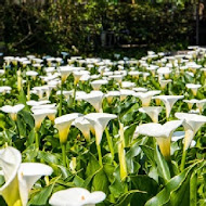 【竹子湖】苗榜花園餐廳