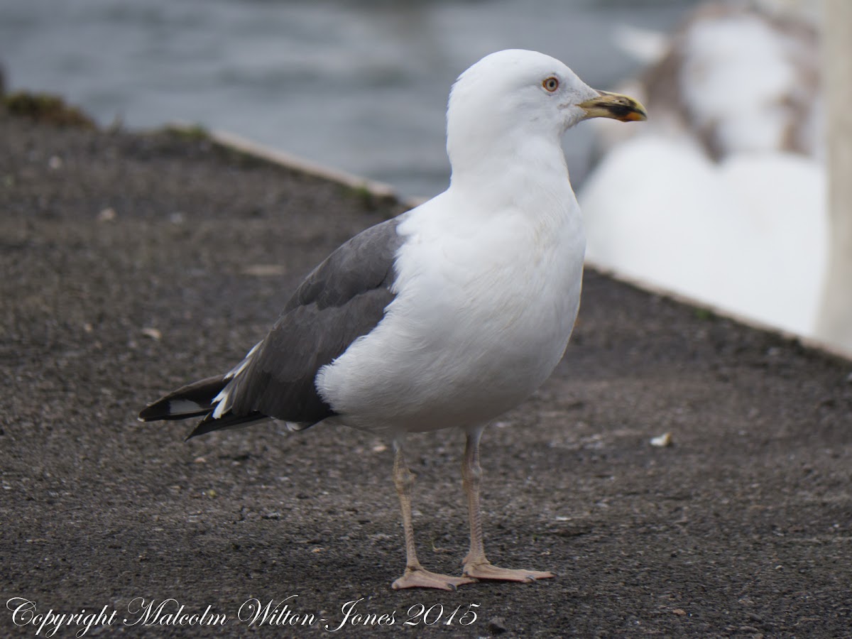 Herring Gull