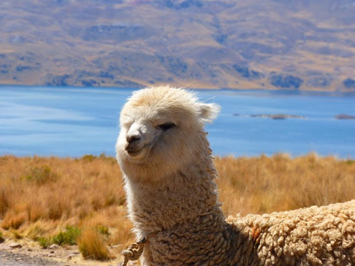 cute Alpacas Wallpaper Images