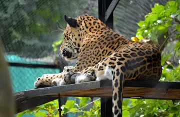 best-places-visit-mysore-mysore-zoo_image