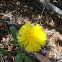 Bristly Oxtongue