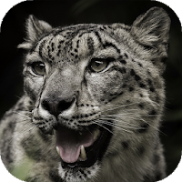 Snow Leopard Wallpapers backgrounds hd