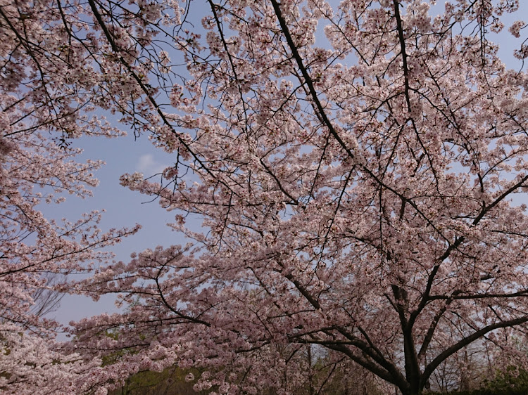 の投稿画像2枚目