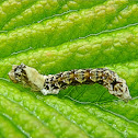 Peach Blossom caterpillar