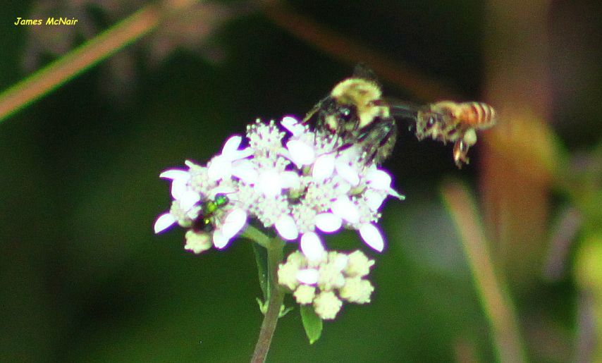 Green Sweat Bee