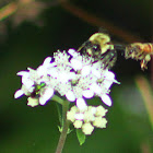 Green Sweat Bee