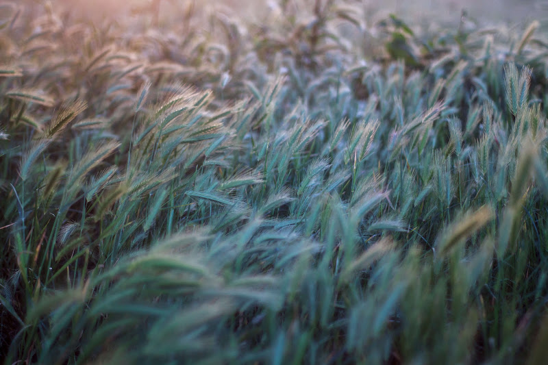 Soft bokeh di Gianluca Gerardi