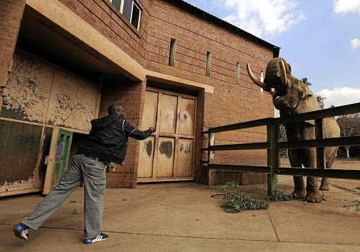 OPEN WIDE: Charlie the elephant waits as zoo worker Tshepo Tyolo throws him a loaf of bread at the National Zoological Gardens in Pretoria. Workers at the zoo have threatened to go on strike after talks on weekend overtime pay stalled Picture: ALAISTER RUSSELL