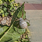 Banded Garden Orbweaver