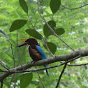 White-throated Kingfisher