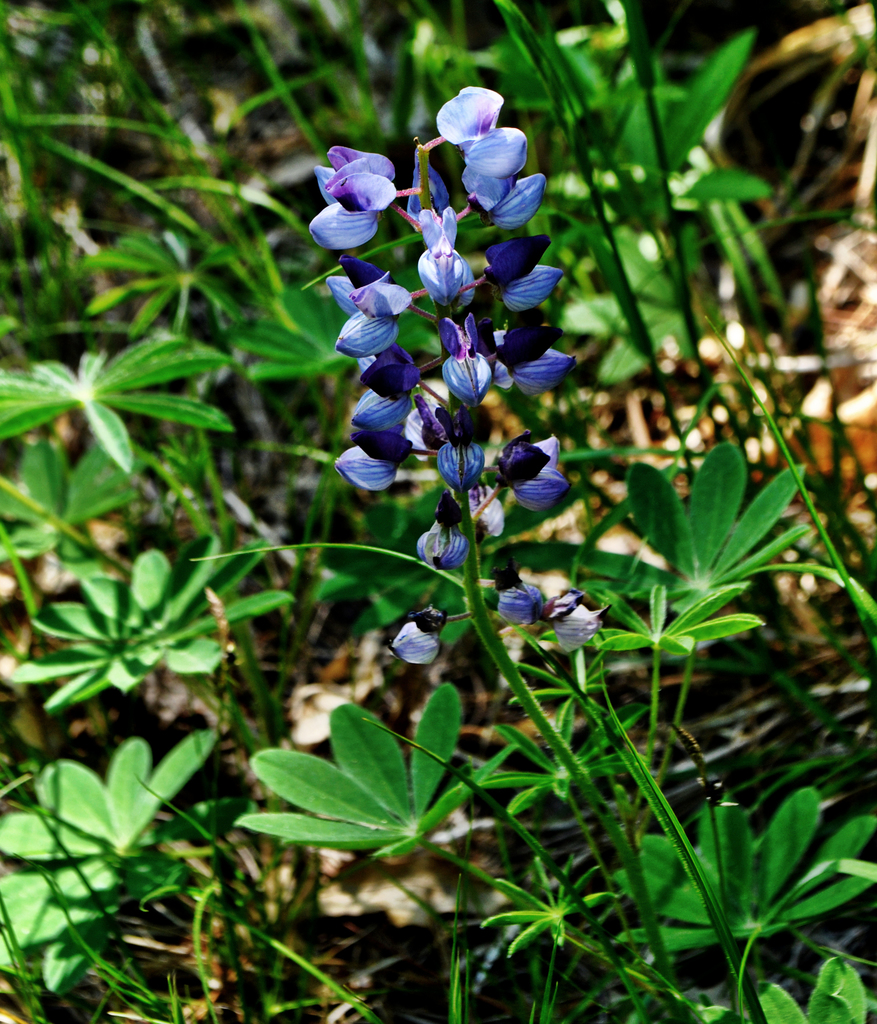 Wild Lupine