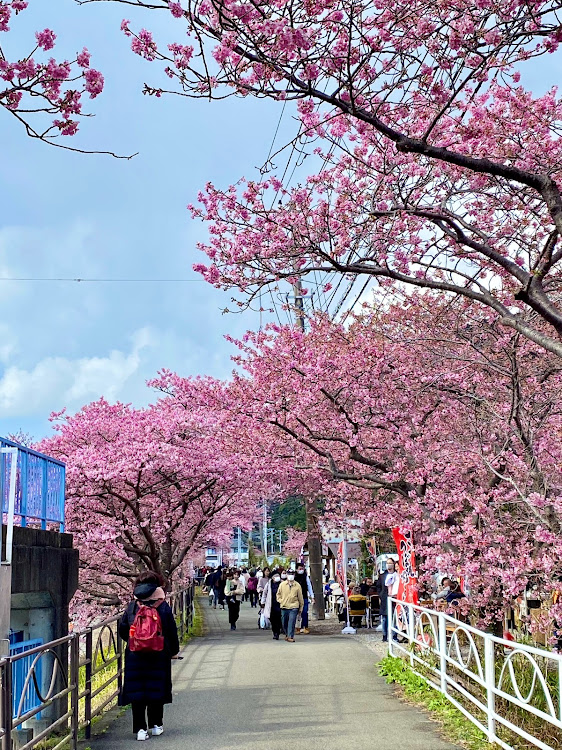 エクストレイルの河津桜まつり・熱海の食べ歩きに関するカスタム事例の投稿画像2枚目