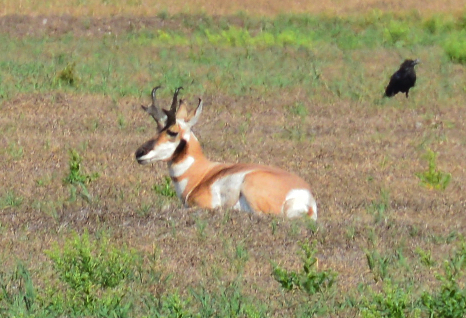 Pronghorn