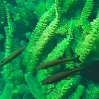 Bosco nell'acqua di 