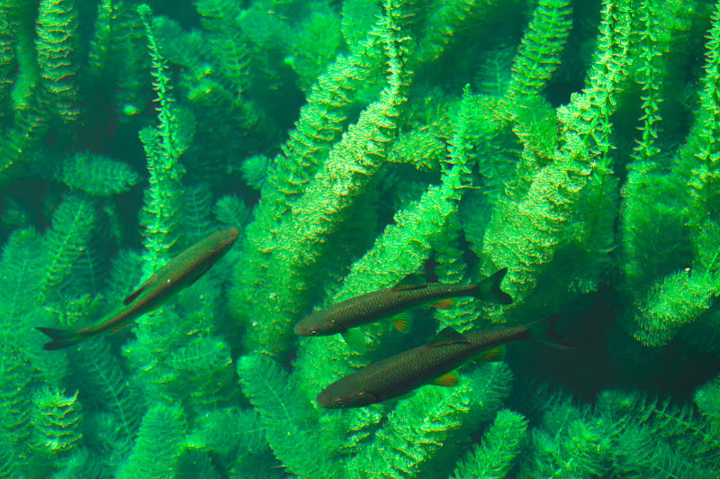 Bosco nell'acqua di Giomi