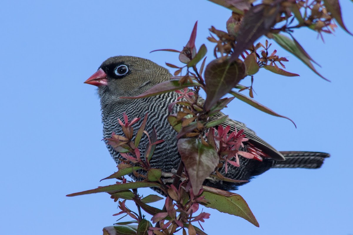 Beautiful Firetail