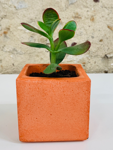 plante dans pot design en béton orange