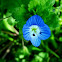 Birdeye Speedwell