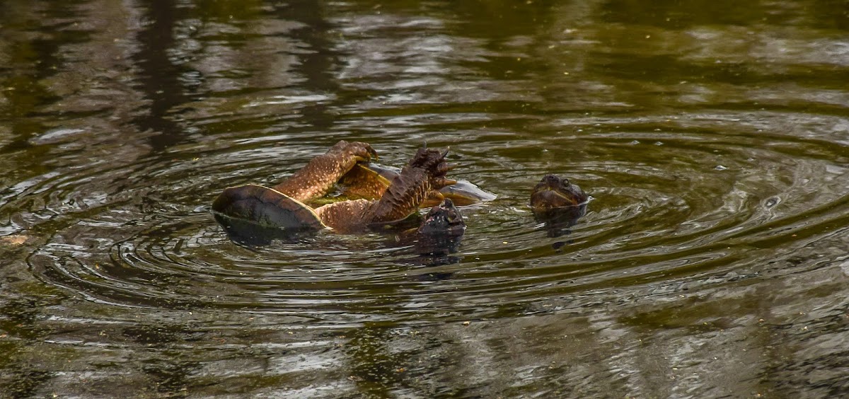 Snapping turtle