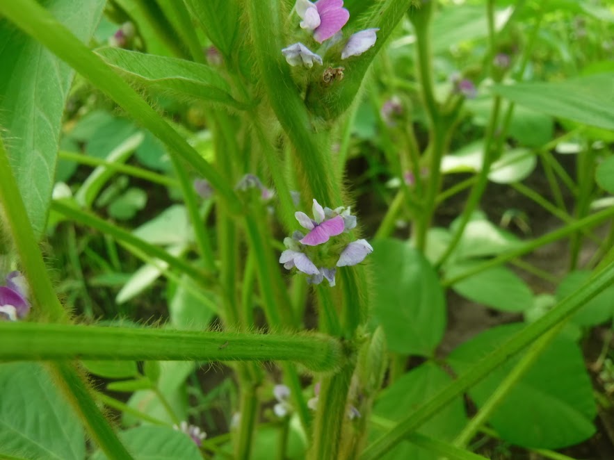 借金なし大豆の花