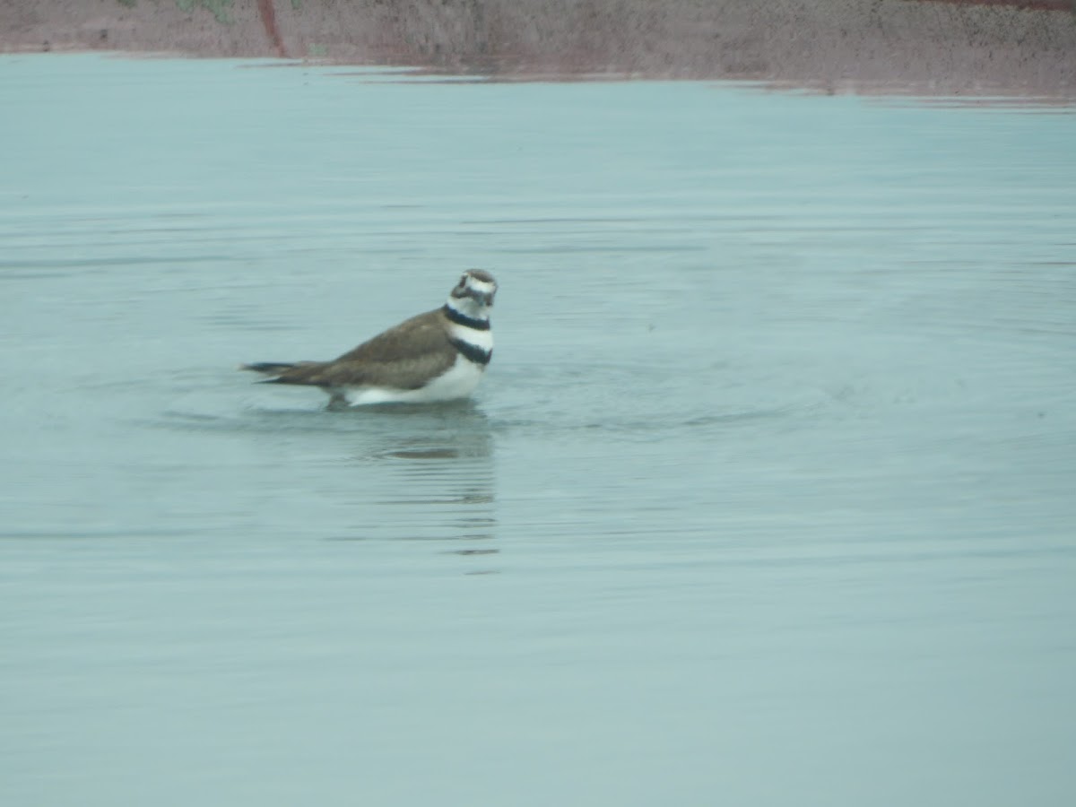 Killdeer