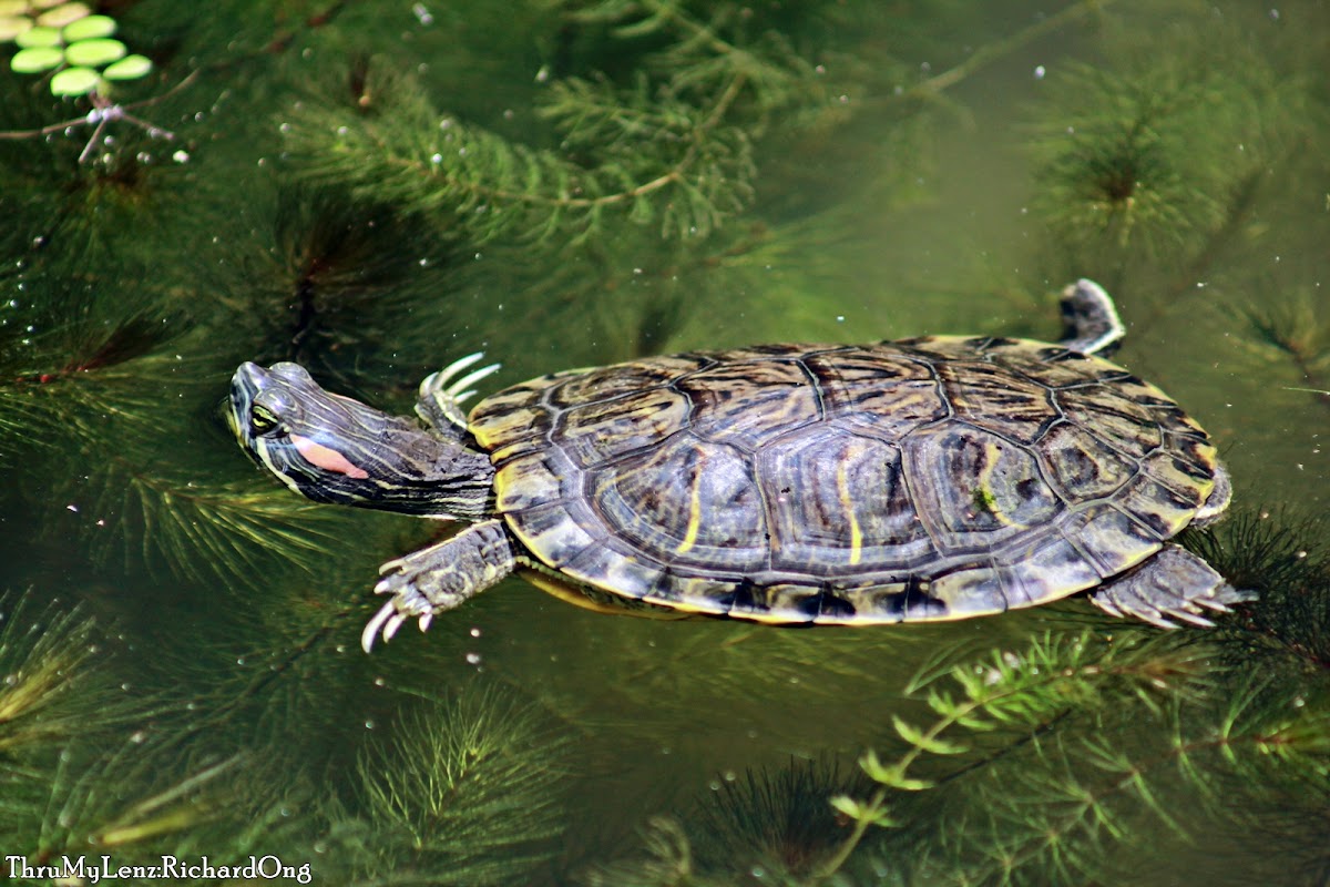 Red-eared Slider Terrapin