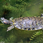 Red-eared Slider Terrapin