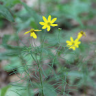 Whorled Tickseed