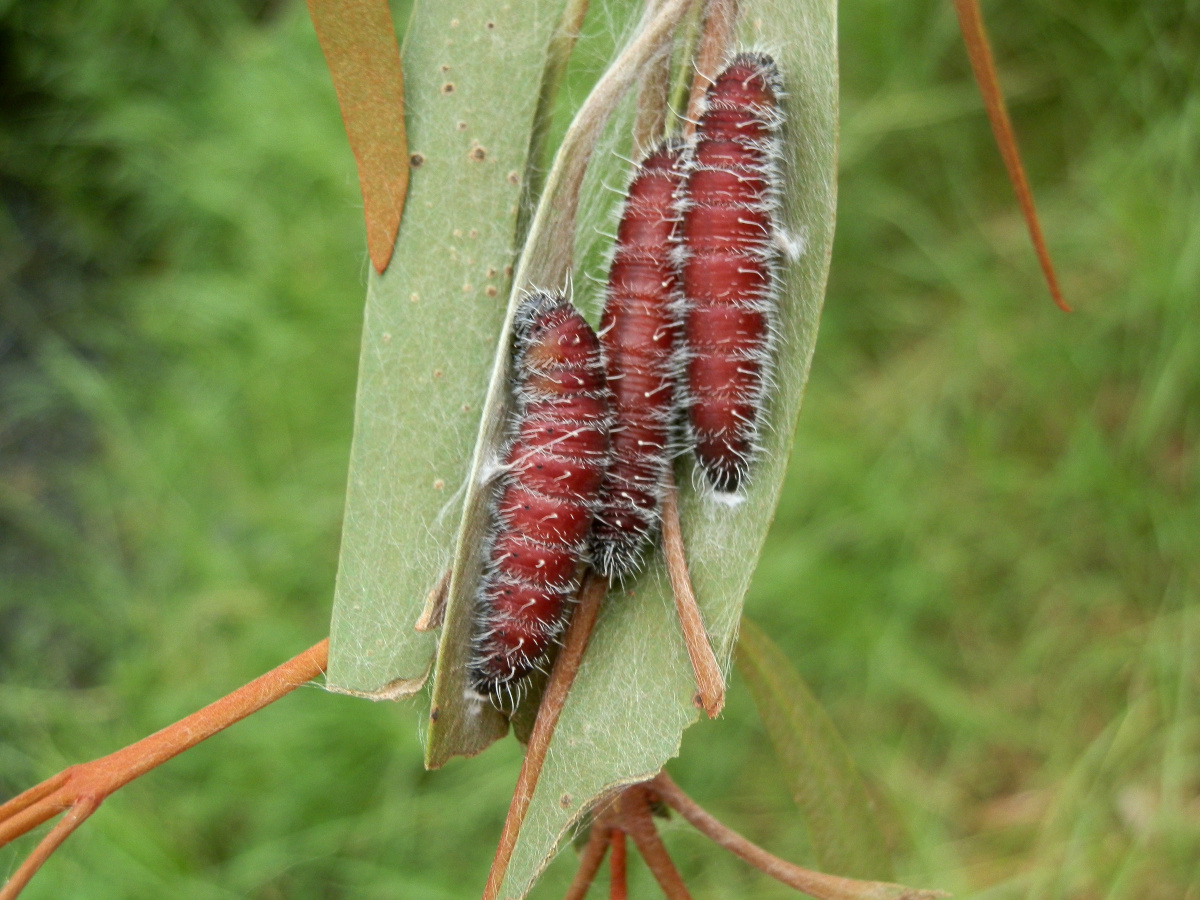 Imperial Jezebel-caterpillar & pupa