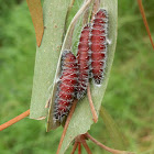 Imperial Jezebel-caterpillar & pupa