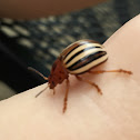 Colorado potato beetle