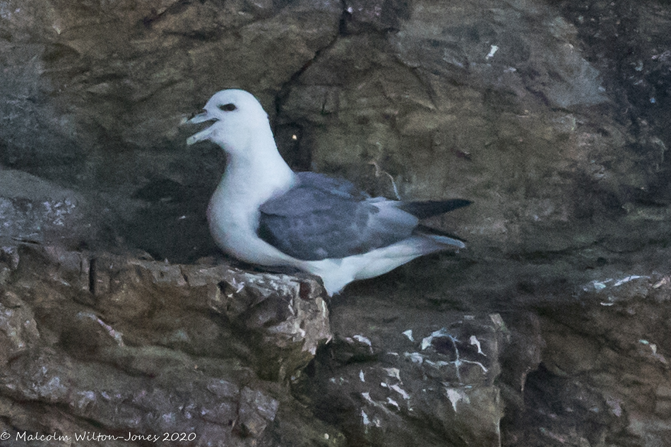 Fulmar