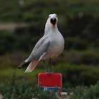 Gaviota de Audouin (Audouin's gull)