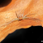 Running crab spider