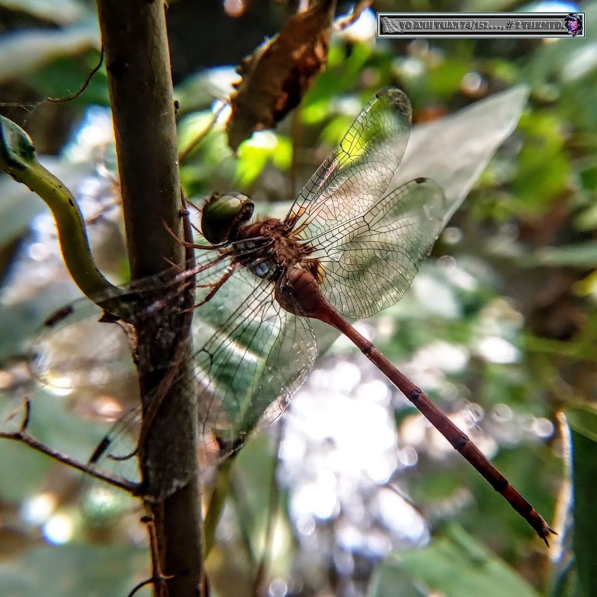 Dingy Dusk Darter