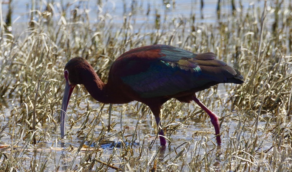 White Faced Ibis