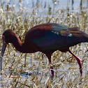 White Faced Ibis