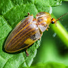 Aspisoma Firefly / Vaga-Lume Aspisoma