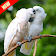 4k Cockatoo Parrot  Bird Live Video Wallpaper icon