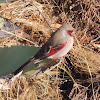 Pyrrhuloxia