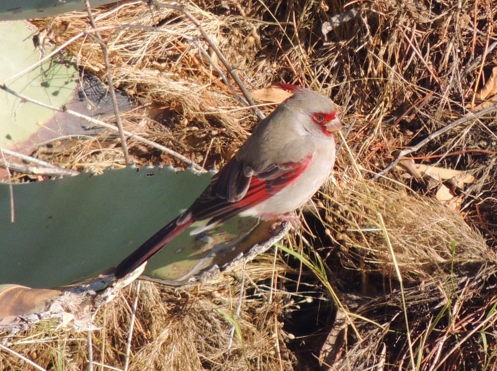 Pyrrhuloxia