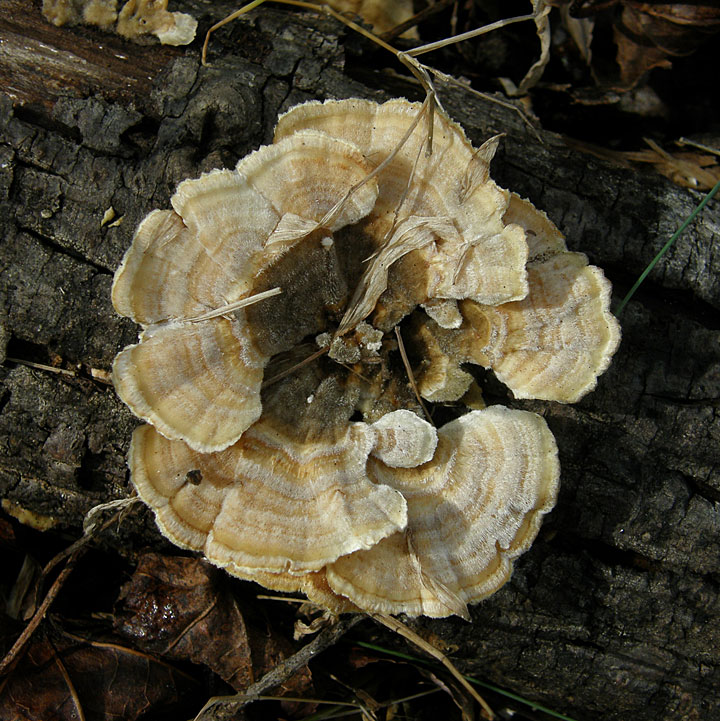 Trametes villosa