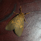 Lichen Moth