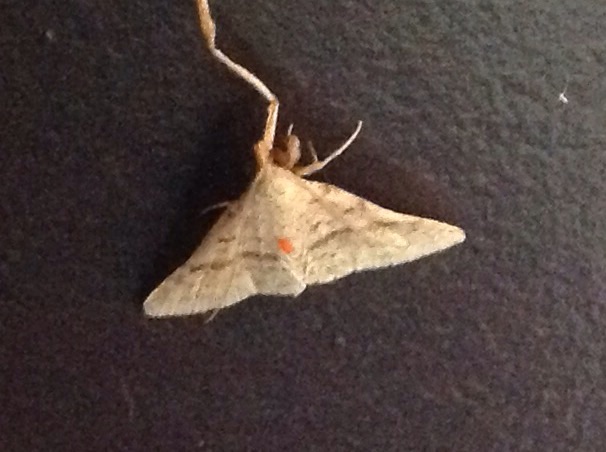 Brown Moth