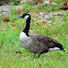 Canada goose