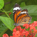 Striped Tiger Butterfly