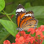 Striped Tiger Butterfly