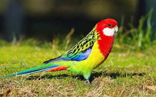 Parrots Wallpapers