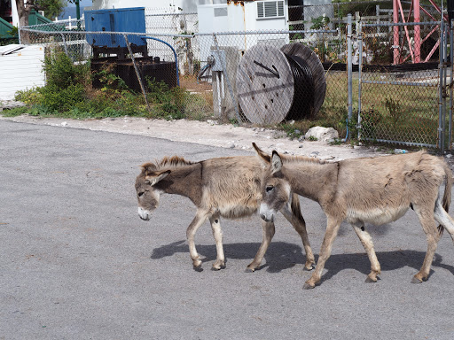 P2080310.JPG - Donkeys are wild on Grand Turk and are all over the place.  They are quite docile and come right up to you.